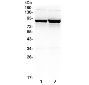 SLC6A1 / GAT-1 Antibody - Western blot testing of 1) rat brain and 2) mouse brain lysate with GAT-1 antibody at 0.5ug/ml. Predicted molecular weight: 67~80 kDa depending on level of glycosylation.