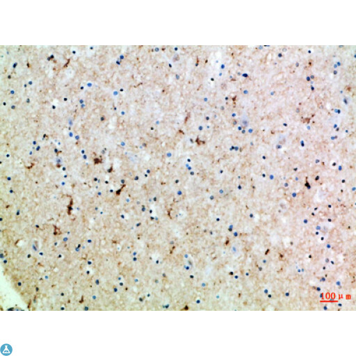 SLC6A1 / GAT-1 Antibody - Immunohistochemical analysis of paraffin-embedded human-brain, antibody was diluted at 1:100.
