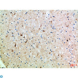 SLC6A1 / GAT-1 Antibody - Immunohistochemical analysis of paraffin-embedded human-brain, antibody was diluted at 1:100.