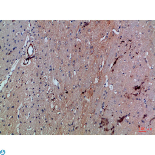 SLC6A1 / GAT-1 Antibody - Immunohistochemical analysis of paraffin-embedded Rat-brain, antibody was diluted at 1:100.