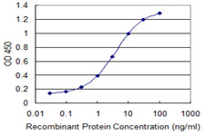 SLC6A11 / GAT-3 Antibody - Detection limit for recombinant GST tagged SLC6A11 is 0.1 ng/ml as a capture antibody.
