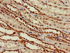 SLC6A13 / GAT-2 Antibody - Immunohistochemistry of paraffin-embedded human kidney tissue at dilution of 1:100