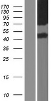 SLC6A13 / GAT-2 Protein - Western validation with an anti-DDK antibody * L: Control HEK293 lysate R: Over-expression lysate