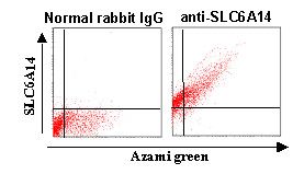 SLC6A14 Antibody