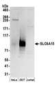 SLC6A15 / SBAT1 Antibody - Detection of human SLC6A15 by western blot. Samples: Whole cell lysate (50 µg) from HeLa, HEK293T, and Jurkat cells prepared using NETN lysis buffer. Antibodies: Affinity purified rabbit anti-SLC6A15 antibody used for WB at 0.4 µg/ml. Detection: Chemiluminescence with an exposure time of 3 minutes.