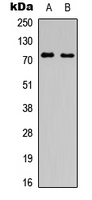 SLC6A16 Antibody - Western blot analysis of SLC6A16 expression in HEK293T (A); H9C2 (B) whole cell lysates.