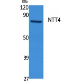 SLC6A17 Antibody - Western blot of NTT4 antibody