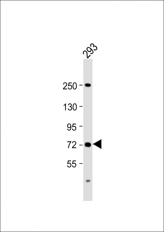 SLC6A19 Antibody - Anti-SLC6A19 Antibody (C-Term) at 1:2000 dilution + 293 whole cell lysate Lysates/proteins at 20 µg per lane. Secondary Goat Anti-Rabbit IgG, (H+L), Peroxidase conjugated at 1/10000 dilution. Predicted band size: 71 kDa Blocking/Dilution buffer: 5% NFDM/TBST.