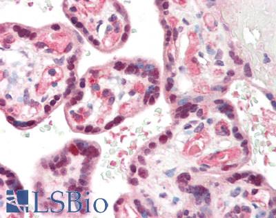 SLC6A2 / NET Antibody - Human Placenta: Formalin-Fixed, Paraffin-Embedded (FFPE)