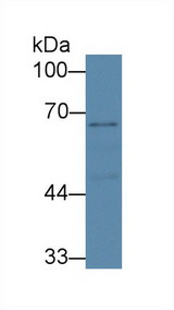 SLC6A4 / SERT Antibody - Western Blot; Sample: Mouse Cerebrum lysate; Primary Ab: 4µg/ml Rabbit Anti-Human SERT Antibody Second Ab: 0.2µg/mL HRP-Linked Caprine Anti-Rabbit IgG Polyclonal Antibody