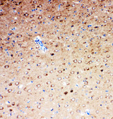 SLC6A4 / SERT Antibody - SLC6A4 / SERT antibody. IHC(P): Rat Brain Tissue.
