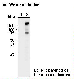 SLC6A4 / SERT Antibody - Western blot analysis of SLC6A4 expression in Myc-tagged SLC6A4 transfected HEK293T cells (2) and untransfected HEK293T cells (1).