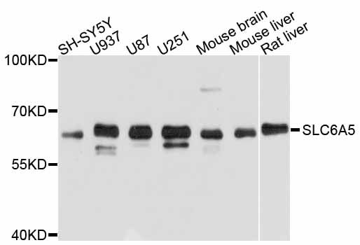 SLC6A5 / GLYT2 Antibody - Western blot analysis of extracts of various cell lines, using SLC6A5 antibody at 1:3000 dilution. The secondary antibody used was an HRP Goat Anti-Rabbit IgG (H+L) at 1:10000 dilution. Lysates were loaded 25ug per lane and 3% nonfat dry milk in TBST was used for blocking. An ECL Kit was used for detection and the exposure time was 5s.