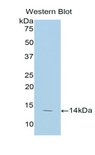 SLC6A6 / Taurine Transporter Antibody - Western blot of recombinant SLC6A6 / Taurine Transporter.  This image was taken for the unconjugated form of this product. Other forms have not been tested.