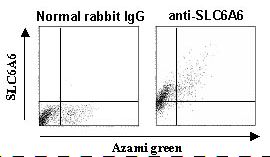 SLC6A6 / Taurine Transporter Antibody