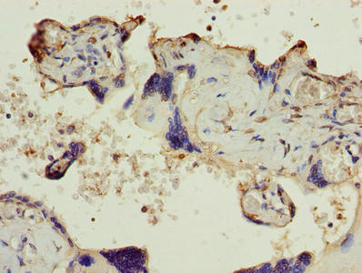 SLC6A6 / Taurine Transporter Antibody - Immunohistochemistry of paraffin-embedded human placenta tissue using SLC6A6 Antibody at dilution of 1:100