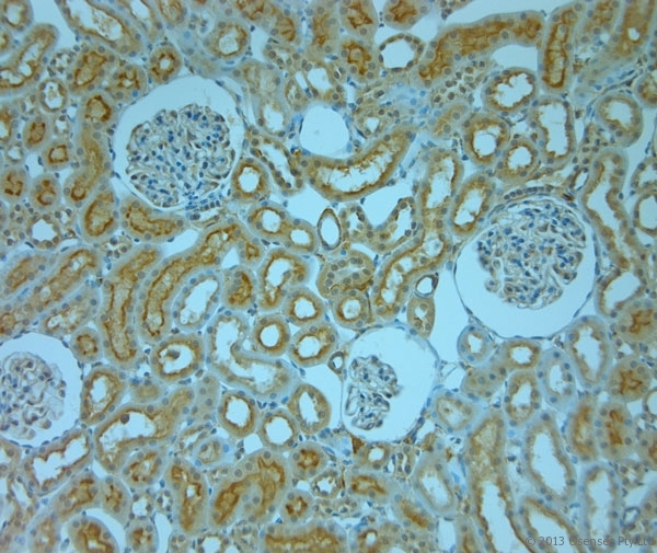 SLC6A8 Antibody - Rabbit antibody to SLC6A8 (580-630). IHC-P on paraffin sections of rat kidney. The animal was perfused using Autoperfuser at a pressure of 110 mm Hg with 300 ml 4% FA and further post fixed overnight before being processed for paraffin embedding. HIER: Tris-EDTA, pH 9 for 20 min using Thermo PT Module. Blocking: 0.2% LFDM in TBST filtered through a 0.2 micron filter. Detection was done using Novolink HRP polymer from Leica following manufacturers instructions. Primary antibody: dilution 1:1000, incubated 30 min at RT (using Autostainer). Sections were counterstained with Harris Hematoxylin.