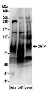 SLC7A1 / CAT1 Antibody - Detection of Human CAT-1 by Western Blot. Samples: Whole cell lysate (50 ug) prepared using RIPA buffer from HeLa, 293T, and Jurkat cells. Antibodies: Affinity purified rabbit anti-CAT-1 antibody used for WB at 0.1 ug/ml. Detection: Chemiluminescence with an exposure time of 3 minutes.