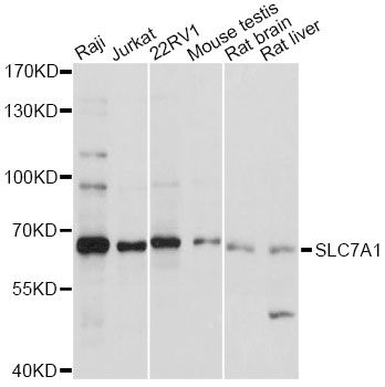 SLC7A1 / CAT1 Antibody - Western blot analysis of extracts of various cell lines, using SLC7A1 antibody at 1:1000 dilution. The secondary antibody used was an HRP Goat Anti-Rabbit IgG (H+L) at 1:10000 dilution. Lysates were loaded 25ug per lane and 3% nonfat dry milk in TBST was used for blocking. An ECL Kit was used for detection and the exposure time was 60s.