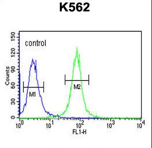 SLC7A10 / Asc-1 Antibody - AAA1 Antibody flow cytometry of K562 cells (right histogram) compared to a negative control cell (left histogram). FITC-conjugated goat-anti-rabbit secondary antibodies were used for the analysis.