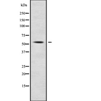 SLC7A10 / Asc-1 Antibody - Western blot analysis SLC7A10 using RAW264.7 whole cells lysates
