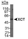 SLC7A11 / XCT Antibody - Detection of XCT in total human stomach lysate using NB 300-317. 15 minute ECL exposure.  This image was taken for the unconjugated form of this product. Other forms have not been tested.