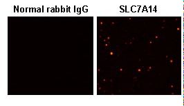 SLC7A14 Antibody