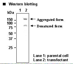 SLC7A14 Antibody