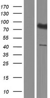 SLC7A14 Protein - Western validation with an anti-DDK antibody * L: Control HEK293 lysate R: Over-expression lysate