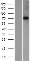 SLC7A2 Protein - Western validation with an anti-DDK antibody * L: Control HEK293 lysate R: Over-expression lysate