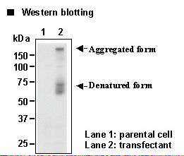 SLC7A3 / CAT-3 Antibody
