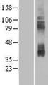 SLC7A3 / CAT-3 Protein - Western validation with an anti-DDK antibody * L: Control HEK293 lysate R: Over-expression lysate