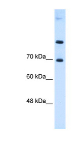 SLC7A4 Antibody - SLC7A4 antibody ARP43869_P050-NP_004164-SLC7A4(solute carrier family 7 (cationic amino acid transporter, y+ system), member 4) Antibody Western blot of HepG2 cell lysate.  This image was taken for the unconjugated form of this product. Other forms have not been tested.
