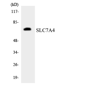 SLC7A4 Antibody - Western blot analysis of the lysates from K562 cells using SLC7A4 antibody.
