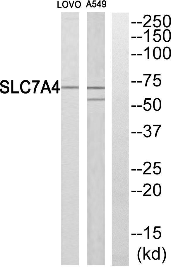 SLC7A4 Antibody - Western blot analysis of extracts from LOVO cells and A549 cells, using SLC7A4 antibody.