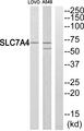 SLC7A4 Antibody - Western blot analysis of extracts from LOVO cells and A549 cells, using SLC7A4 antibody.