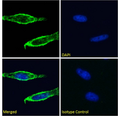 SLC7A5 / CD98 Light Chain Antibody - IF staining of HeLa cells.