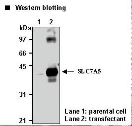 SLC7A5 / CD98 Light Chain Antibody