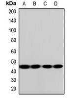 SLC7A5 / CD98 Light Chain Antibody