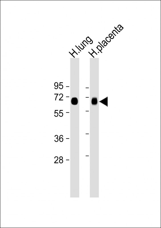 SLC7A5 / CD98 Light Chain Antibody - All lanes: Anti-SLC7A5 Antibody (N-Term) at 1:2000 dilution Lane 1: Human lung lysate Lane 2: Human placenta lysate Lysates/proteins at 20 µg per lane. Secondary Goat Anti-Rabbit IgG, (H+L), Peroxidase conjugated at 1/10000 dilution. Predicted band size: 55 kDa Blocking/Dilution buffer: 5% NFDM/TBST.