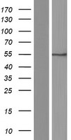 SLC7A5 / CD98 Light Chain Protein - Western validation with an anti-DDK antibody * L: Control HEK293 lysate R: Over-expression lysate