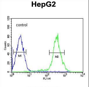 SLC7A6 Antibody - YLAT2 Antibody flow cytometry of HepG2 cells (right histogram) compared to a negative control cell (left histogram). FITC-conjugated goat-anti-rabbit secondary antibodies were used for the analysis.