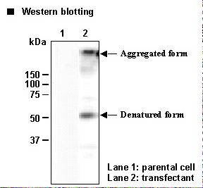 SLC7A7 Antibody