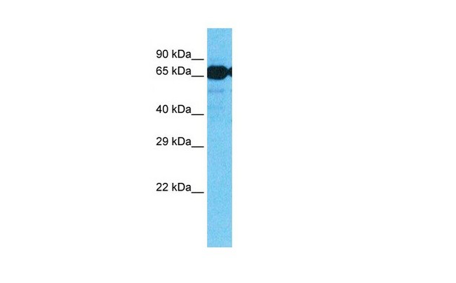 SLC7A8 / LAT2 Antibody - Fetal Liver cell lysate.  Antibody concentration: 1.0ug/ml.  This image was taken for the unconjugated form of this product. Other forms have not been tested.