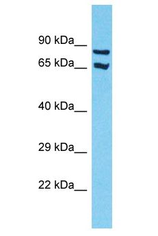 SLC7A8 / LAT2 Antibody - SLC7A8 / LAT2 antibody Western Blot of 293T. Antibody dilution: 1 ug/ml.  This image was taken for the unconjugated form of this product. Other forms have not been tested.