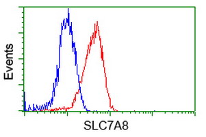 SLC7A8 / LAT2 Antibody - Flow cytometry of Jurkat cells, using anti-SLC7A8 antibody (Red), compared to a nonspecific negative control antibody (Blue).