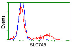 SLC7A8 / LAT2 Antibody - HEK293T cells transfected with either pCMV6-ENTRY SLC7A8 (Red) or empty vector control plasmid (Blue) were immunostained with anti-SLC7A8 mouse monoclonal(Dilution 1:1,000), and then analyzed by flow cytometry.