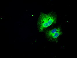 SLC7A8 / LAT2 Antibody - Anti-SLC7A8 mouse monoclonal antibody immunofluorescent staining of COS7 cells transiently transfected by pCMV6-ENTRY SLC7A8.