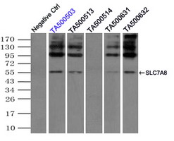 SLC7A8 / LAT2 Antibody - Immunoprecipitation(IP) of SLC7A8 by using monoclonal anti-SLC7A8 antibodies (Negative control: IP without adding anti-SLC7A8 antibody.). For each experiment, 500ul of DDK tagged SLC7A8 overexpression lysates (at 1:5 dilution with HEK293T lysate), 2 ug of anti-SLC7A8 antibody and 20ul (0.1 mg) of goat anti-mouse conjugated magnetic beads were mixed and incubated overnight. After extensive wash to remove any non-specific binding, the immuno-precipitated products were analyzed with rabbit anti-DDK polyclonal antibody.