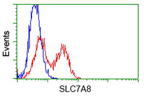 SLC7A8 / LAT2 Antibody - HEK293T cells transfected with either overexpress plasmid (Red) or empty vector control plasmid (Blue) were immunostained by anti-SLC7A8 antibody, and then analyzed by flow cytometry.